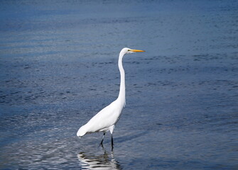 White Ibis am Strand von Sarasota am Golf von Mexico, Florida