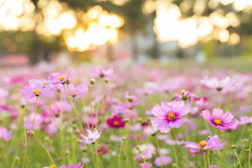Cosmos red, pink, white blooming in the garden