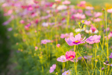 Cosmos red, pink, white blooming in the garden