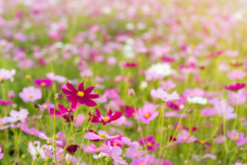 Cosmos red, pink, white blooming in the garden