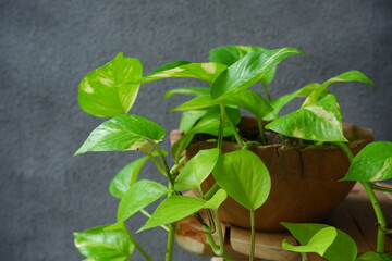Epipremnum aureum  known as Sirih Gading plants in a wooden pot against grey background