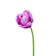 Tulip flower isolated on white background. Useful for beautiful floral design on holiday like 8 March (International Women day), Mother's day gift card, Easter or Wedding