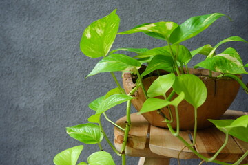 Epipremnum aureum  known as Sirih Gading plants in a wooden pot against grey background