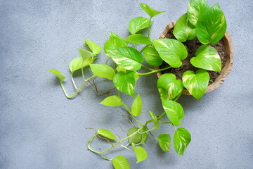 Epipremnum aureum  known as Sirih Gading plants in a wooden pot against grey background © EndwiaAS