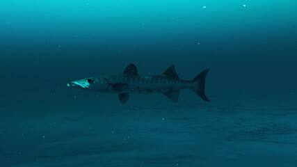 Closeup of Barracuda fish swimming in the clean deep blue ocean water, Beauty of sea life, 4K high Quality.3d render