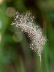 Obraz premium Photo of grass flowers in nature.