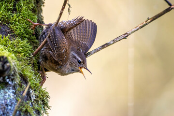 Zaunkönig (Troglodytes troglodytes) singend