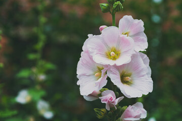 Obraz premium Pink mallow flower in a flowerbed against a background of green leaves.