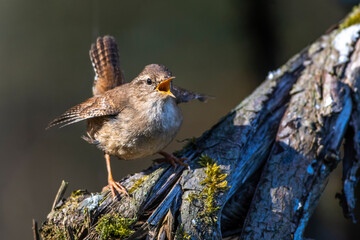 Zaunkönig (Troglodytes troglodytes) singend