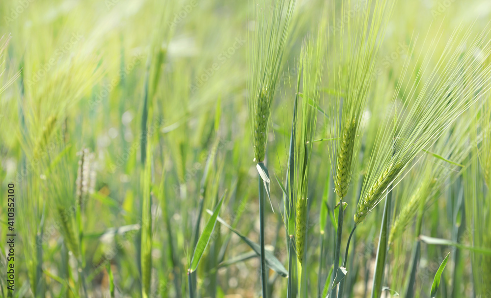 Wall mural close on cereal plant growing in a sunny field