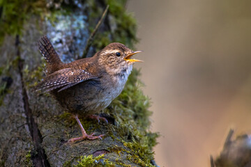 Zaunkönig (Troglodytes troglodytes) singend