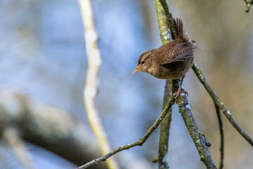 Zaunkönig (Troglodytes troglodytes) singend