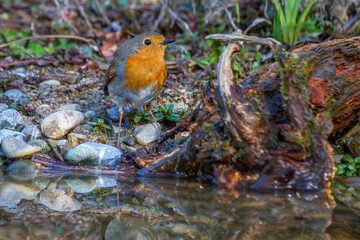 Rotkehlchen (Erithacus rubecula)