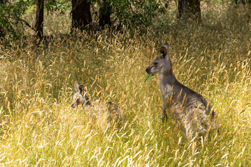 Kangaroo with green leaf in its mouth