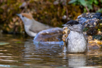 Mönchsgrasmücke (Sylvia atricapilla) Männchen und Weibchen