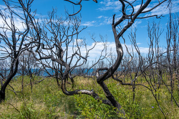 Fototapeta na wymiar Burned coastal vegetation in Australia after bush fires