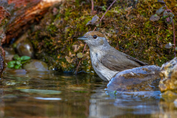 Mönchsgrasmücke (Sylvia atricapilla) Weibchen