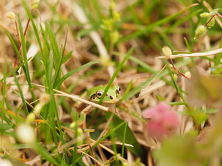 Tree frog in green grass, close up.