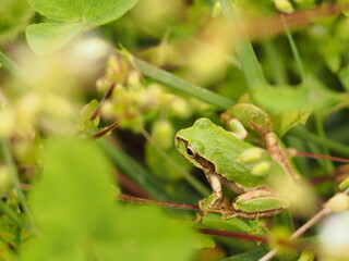 Tree frog in green grass, close up.
