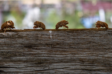 Abandoned exoskeletons of cicadas - closeup with shallow focus