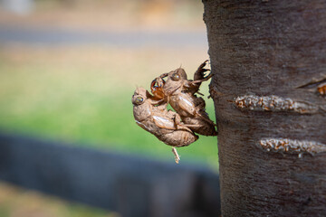 Two abandoned exoskeletons on a tree with shallow focus