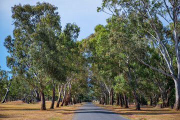 Rural road passing through alley of trees in Australia