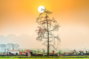Beautiful Bombax Ceiba tree blooms in spring sunset sky. This flower works as a medicine to treat...