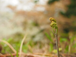 Fresh bracken in the field of spring.