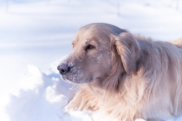 golden retriever in snow