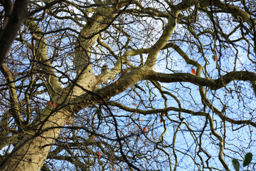 Tree branches from below against blue sky without leaves
