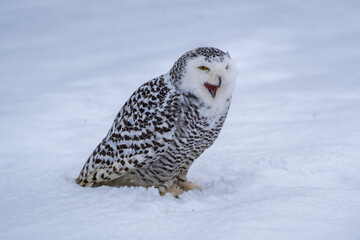 Snowy owl (bubo scandiacus) sitting it the snow and looking at camera with serious expression and...
