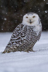 Snowy owl (bubo scandiacus) sitting it the snow and looking at camera with serious expression and...