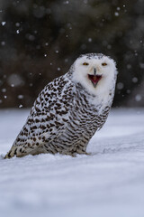 Snowy owl (bubo scandiacus) sitting it the snow and looking at camera with serious expression and eyes half closed. Backlit subject with considerable detail.