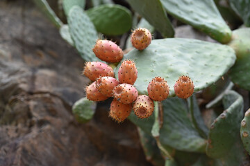 Figues de barbarie en Corse en été