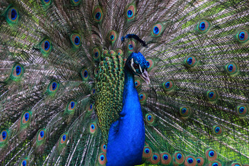 Fototapeta na wymiar Freeze frame of a peacock with a gorgeous multicolored tail, unfurled in the form of a fan in a park on Isola Madre, Italy