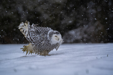 Snowy owl (bubo scandiacus) sitting it the snow and looking at camera with serious expression and...