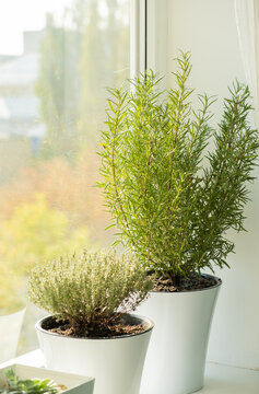 Fresh Herbs In White Plant Pots Growing On A Windowsill.