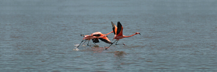 Flamencos en el lago