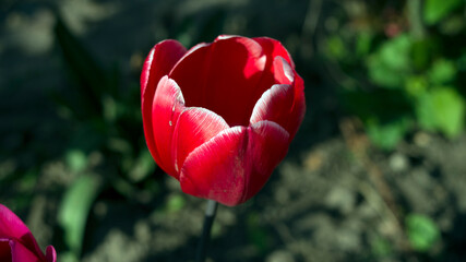 red tulips in the garden