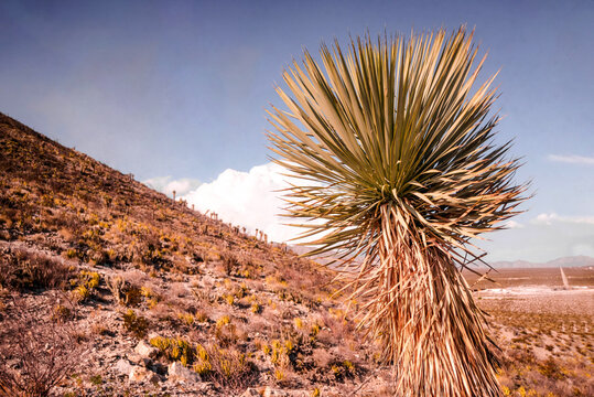 Yucca rostrata in the desert of Chihuahua Mexico