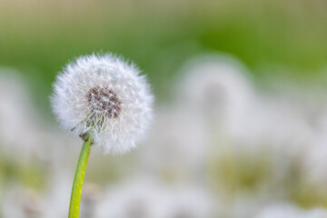 Beautiful dandelion flower with shallow focus in springtime, natural spring background. Blooming meadow.