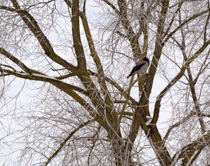 bird on a tree in winter