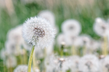 Beautiful dandelion flower with shallow focus in springtime, natural spring background. Blooming meadow.