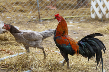 The family fighting cock in garden