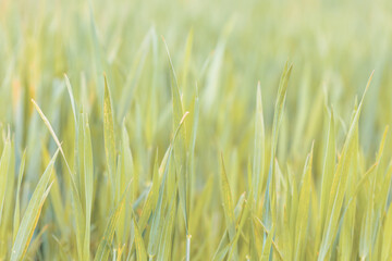 Fototapeta premium grass on meadow, abstract color tone spring background with shallow focus