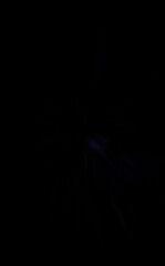 Fototapeta premium Light particle trails. Light explosion star with glowing particles and lines. Beautiful moving abstract rays background.