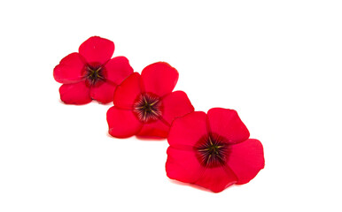 red flax flower isolated