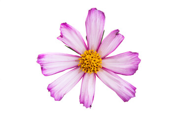 kosmeya flower isolated