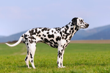 dalmatian dog standing