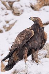White Tailed Eagle (Haliaeetus albicilla)  Also known as the ern, erne, gray eagle, Eurasian sea eagle and white-tailed sea-eagle. Wings Spread. Poland, Europe. Birds of prey.